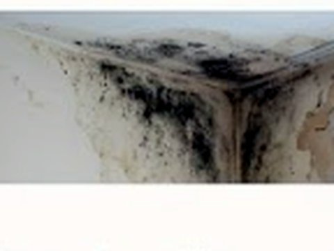 Damp and mould caused by a blocked gutter